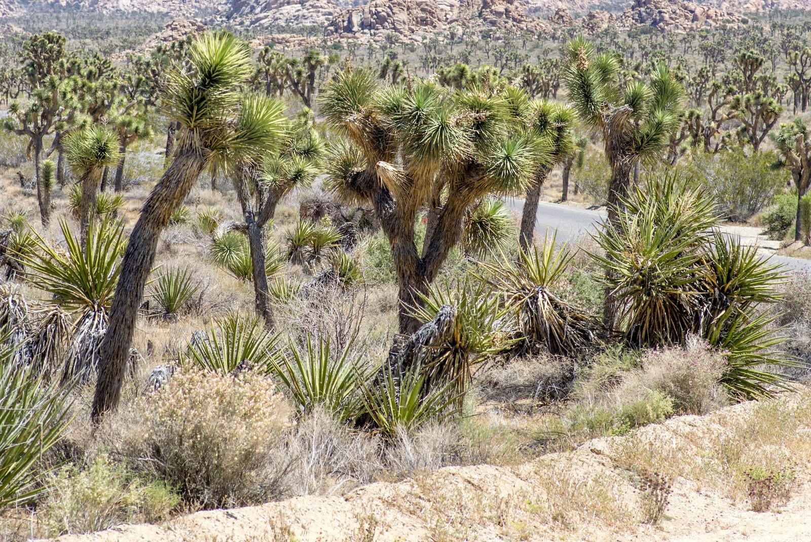 Joshua Tree 35